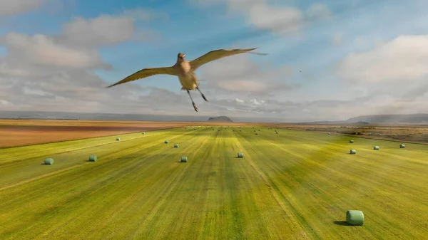 Drone Attacked Flying Bird — Stock Photo, Image