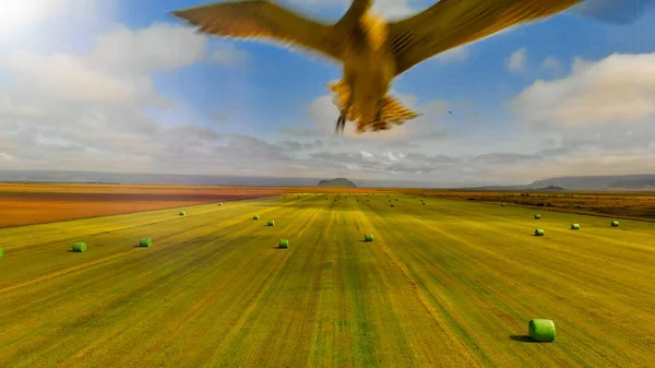 Dron Zaatakowany Przez Latającego Ptaka — Zdjęcie stockowe
