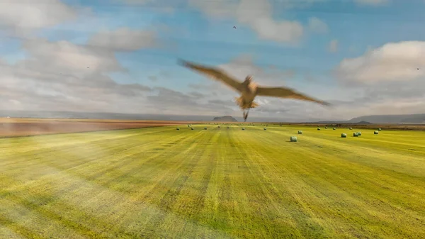 Bird attacking drone in the sky above beautiful meadow.