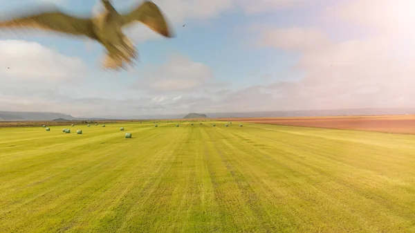 Bird attacking drone in the sky above beautiful meadow.