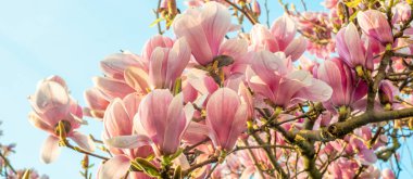 Manolya ağacı baharda çiçek açar..