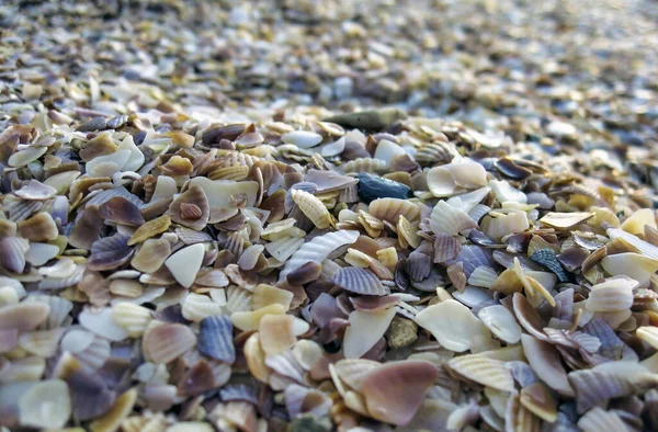 Seashells Praia Pôr Sol — Fotografia de Stock