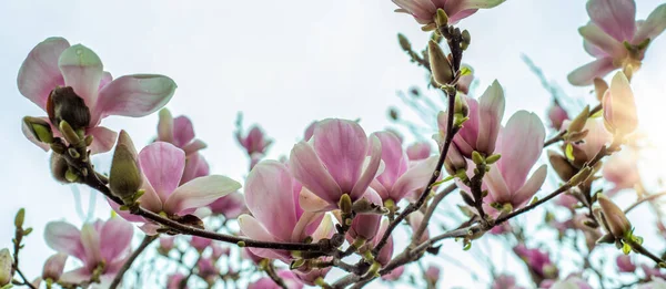 Magnolia Virágzik Tavasszal — Stock Fotó