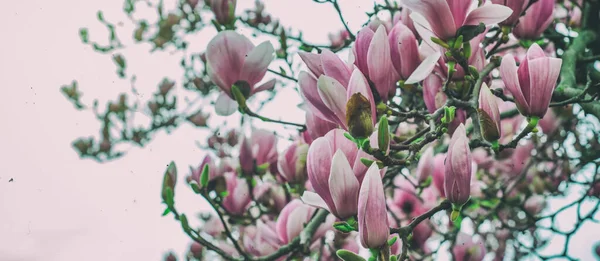 Magnolienblüte Frühling — Stockfoto