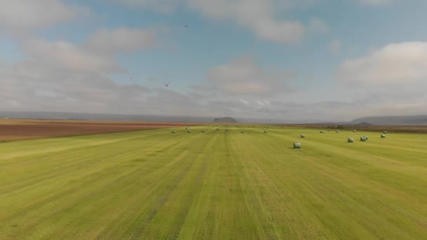 Slow Motion Bird Attacking Drone Beautiful Countryside — Stock Video