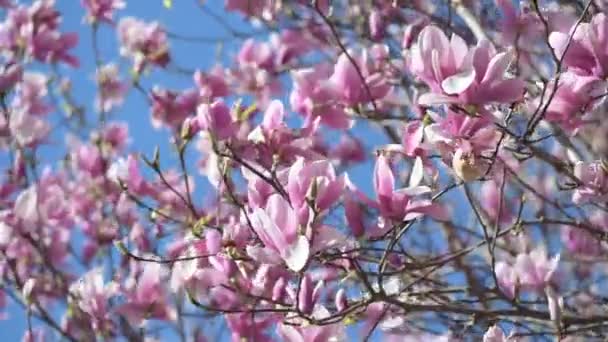 Magnolia Blommor Med Vårfärger Toscana — Stockvideo