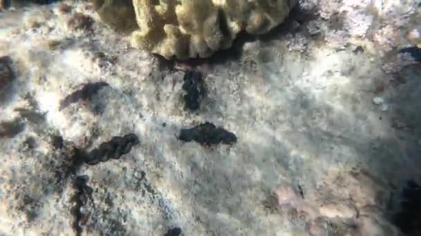 Woda Koralowce Wysp Whitsunday Rafa Koralowa Pod Wodą Australia Zwolnionym — Wideo stockowe