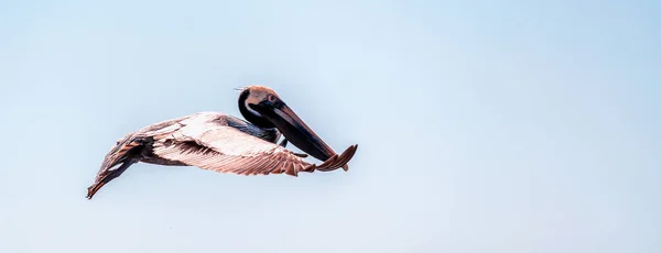 Pelicano Voador Pelecanus Erythrorhynchos Contra Céu Azul — Fotografia de Stock