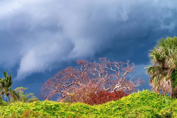 Fırtına Tropikal Adaya Yaklaşıyor Fırtınalı Bulutlara Karşı Yeşil Ağaçlar — Stok fotoğraf