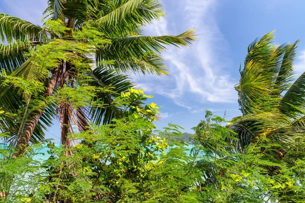 Träd Och Vegetation Längs Vacker Tropisk Strand — Stockfoto