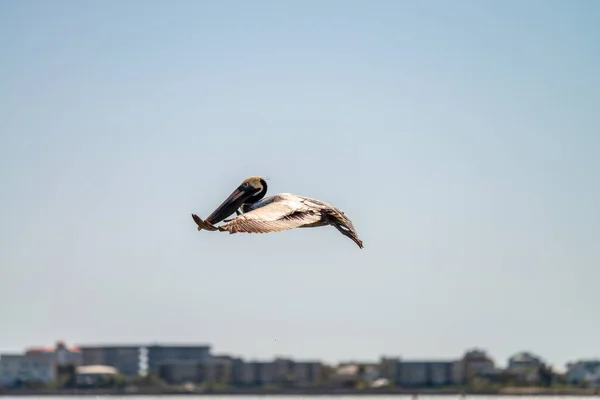 Brauner Pelikan Fliegt Gegen Den Blauen Himmel — Stockfoto