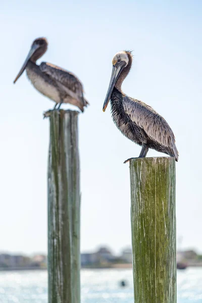 Zwei Braune Pelikane Parallel Zueinander Auf Pfählen Die Aus Dem — Stockfoto