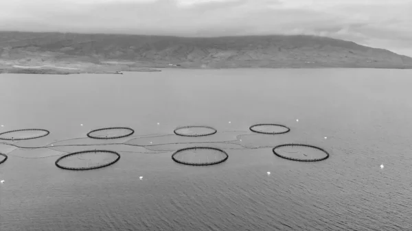 Sea Fish Farming Net Floating Cages Iceland Overhead Aerial View — Stock Photo, Image