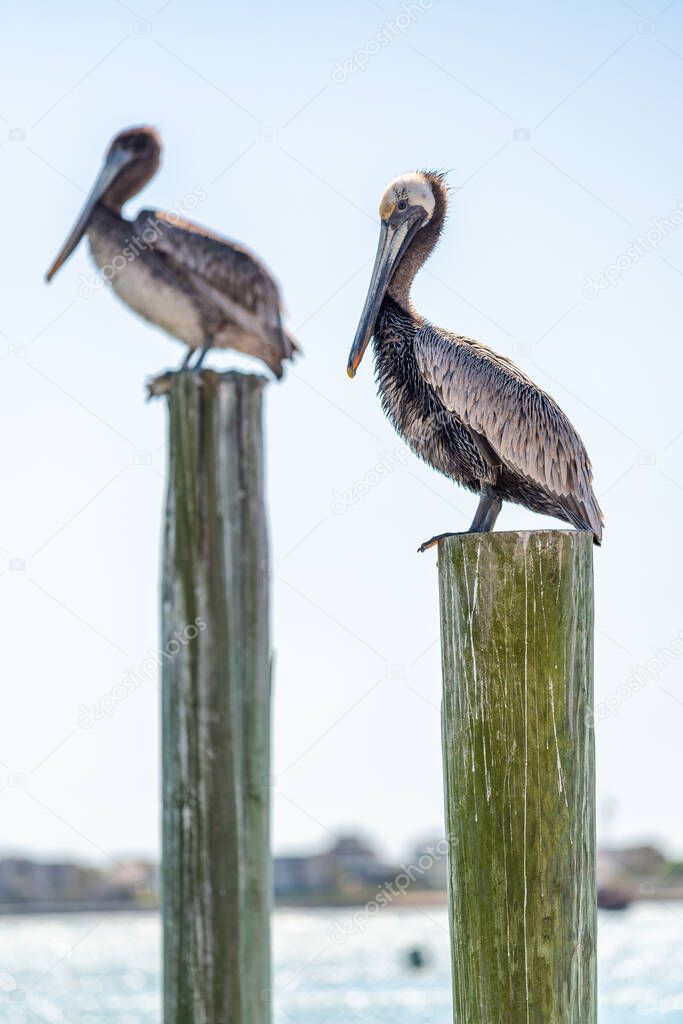 Two brown pelicans parallel to each other on pilings sticking out of the water.