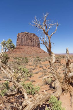 Monument Valley Ulusal Parkı 'ndaki çıplak ağaçlar, ABD