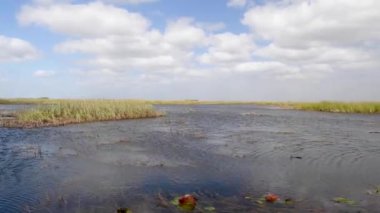 Güneşli bir günde Everglades 'in manzaralı hava görüntüleri
