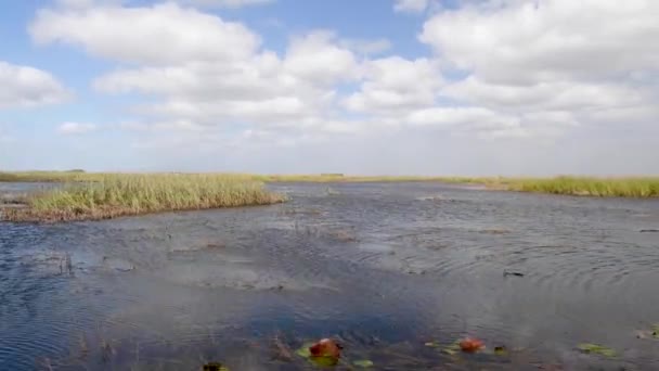 Imágenes Aéreas Escénicas Everglades Día Soleado — Vídeos de Stock