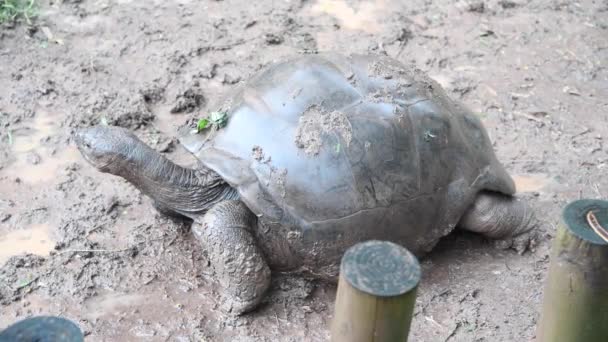 Close Footage Big Turtle Mud — Stock Video