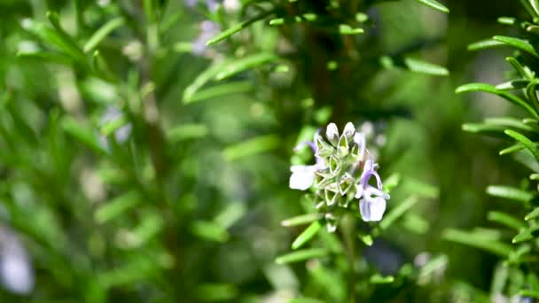 Abeja en las flores en primavera — Vídeos de Stock