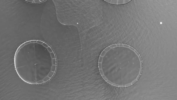 Sea fish farming in round net with floating cages in Iceland. Overhead aerial view of aquaculture salmon fishing farm enclosure — Stock Video