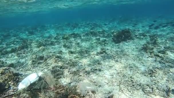 Koralen en vissen op een prachtige zeebodem onder water, slow motion — Stockvideo