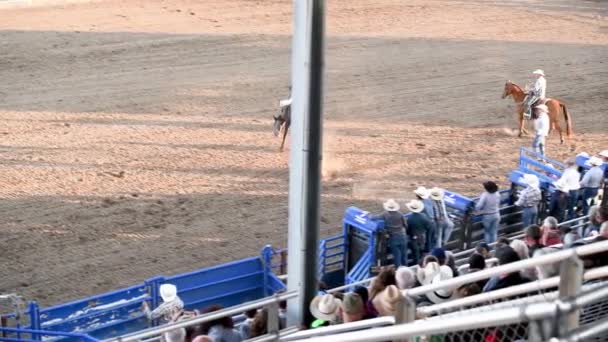 CODY, WY - 2019年7月:カウボーイはロデオパークでロープで牛を追いかける — ストック動画