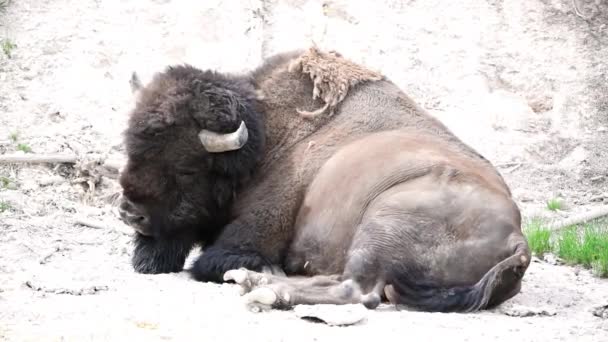 Buffalo Avslappnande, Yellowstone Bison - Yellowstone National Park, Wyoming — Stockvideo