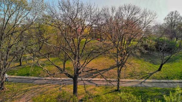 Stadspark Med Vegetation Vårsäsongen — Stockfoto