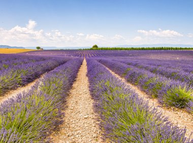 Provence 'deki inanılmaz renkli lavanta tarlası. Fransa 'da yaz mevsimi.