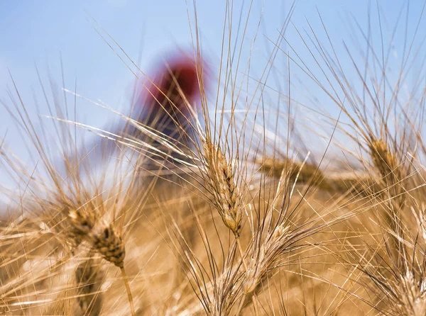 Пшеничне Поле Літній Сезон Крупним Планом Дівчиною Фоні — стокове фото