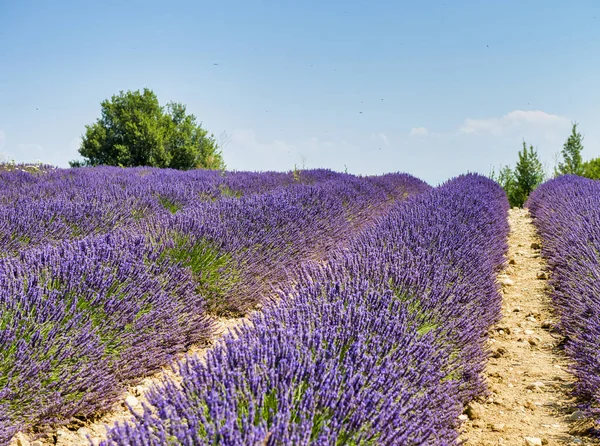 Provence Deki Inanılmaz Renkli Lavanta Tarlası Fransa Yaz Mevsimi — Stok fotoğraf