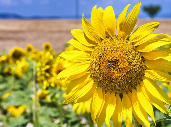 Fantastiska Gula Rger Fransk Solrosor Äng Sommaren Song Provence — Stockfoto