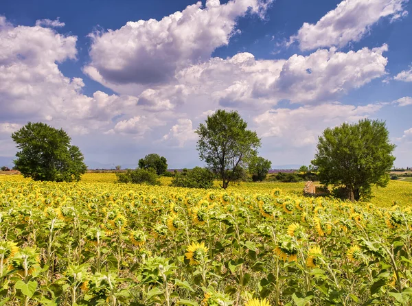 Úžasné Žluté Barvy Francouzské Slunečnicové Louky Letní Sezóně Provence — Stock fotografie