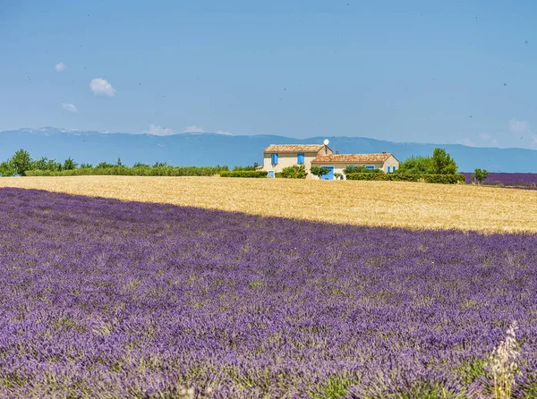 Fantastiska Färgglada Lavendelfält Provence Sommarsäsong Frankrike — Stockfoto
