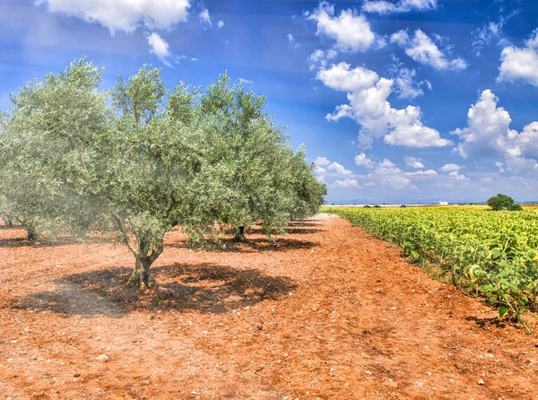 Árvore Solitária Longo Belo Prado Girassóis Verão — Fotografia de Stock