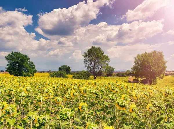 夏のフランスのひまわりの牧草地の素晴らしい黄色 プロバンス — ストック写真