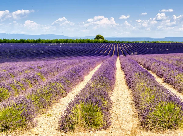 Provence Lavendelveld Bij Zonsondergang Valensole Plateau Juli Europa Het Zomerseizoen — Stockfoto