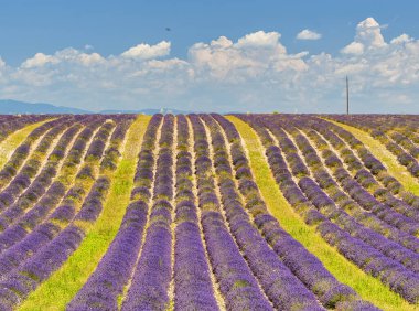 Provence, Lavanta tarlası, Temmuz 'da Valensole Platosu. Yaz mevsiminde Avrupa