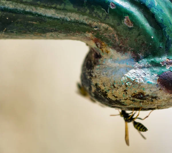 Rusty Oude Waterkraan Met Insect Zoek Naar Water — Stockfoto