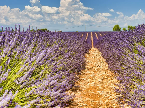 Fantastiska Färgglada Lavendelfält Provence Sommarsäsong Frankrike — Stockfoto