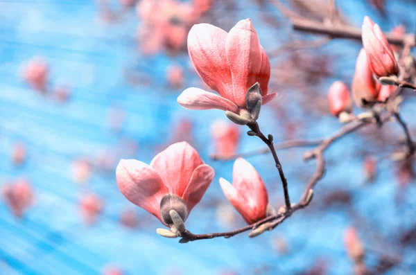 Magnolia Floreció Primavera Planta Flores Con Cielo Azul Segundo Plano —  Fotos de Stock