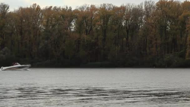 川に浮かぶ白い船。美しい船は、川に浮かぶ。秋の紅葉を川に沿って白い船の帆します。美しい船は、川に浮かぶ。川にボートが浮かんでいます。川の土手に黄色の木 — ストック動画