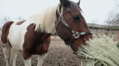 At bir kalem saman yiyor. At saman yiyor. Üç renkli at saman sokakta yeme. Bulutlu gün ve at saman yiyor. Corral içinde at standları. 