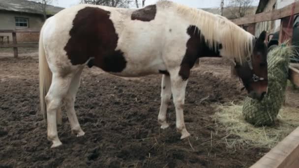 Il cavallo mangia il fieno in una penna. Il cavallo mangia il fieno. Cavallo di tre colori che mangia fieno per strada. Il giorno nuvoloso e il cavallo sta mangiando fieno. Un cavallo sta nel recinto . — Video Stock