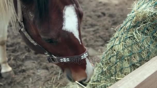 Le cheval mange du foin dans un enclos. Le cheval mange du foin. Cheval de trois couleurs mangeant du foin dans la rue. La journée nuageuse et le cheval mangent du foin. Un cheval se tient dans le corral . 