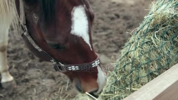 Paard eet hooi in een pen. Paard eet hooi. Drie-gekleurde paard hooi eten op straat. De bewolkte dag en het paard is hooi eten. Een paard staat in de corral. — Stockvideo