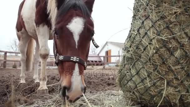 Кінь їсть сіно в ручці. Кінь їсть сіно. Триколірний кінь їсть сіно на вулиці. Хмарний день і кінь їсть сіно. Кінь стоїть у коралі . — стокове відео