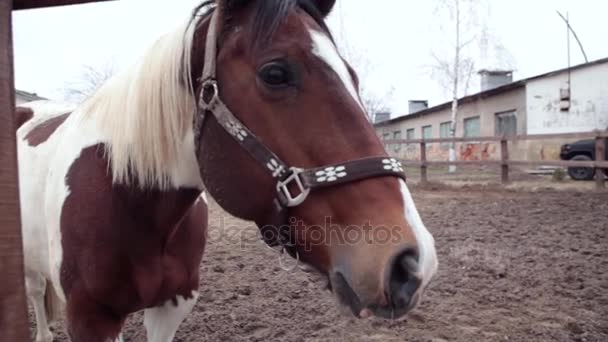 Horse eats hay in a pen. Horse eats hay. Three-colored horse eating hay on the street. The cloudy day and the horse is eating hay. A horse stands in the corral. — Stock Video