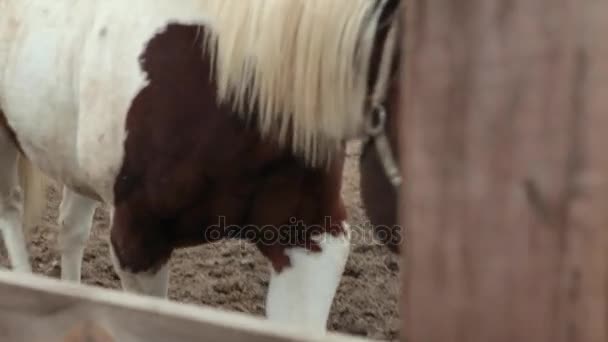 Le cheval mange du foin dans un enclos. Le cheval mange du foin. Cheval de trois couleurs mangeant du foin dans la rue. La journée nuageuse et le cheval mangent du foin. Un cheval se tient dans le corral . 