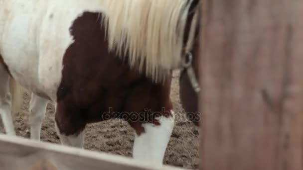 Paard eet hooi in een pen. Paard eet hooi. Drie-gekleurde paard hooi eten op straat. De bewolkte dag en het paard is hooi eten. Een paard staat in de corral. — Stockvideo